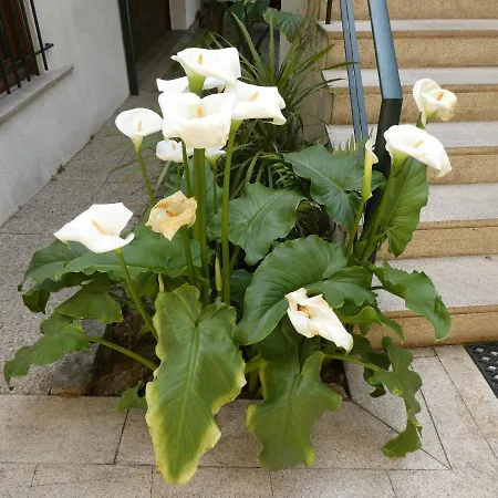 Casa Do Ribeirinho Farm stay *